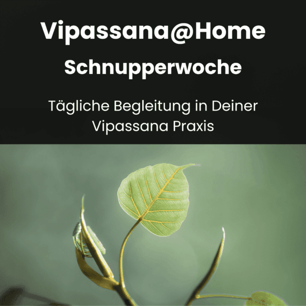 Erlebe was die Vipassana Praxis bewirkt