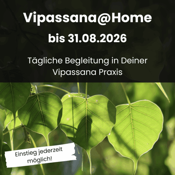 Tägliche Begleitung in Deiner Vipassana Praxis das ganze Jahr